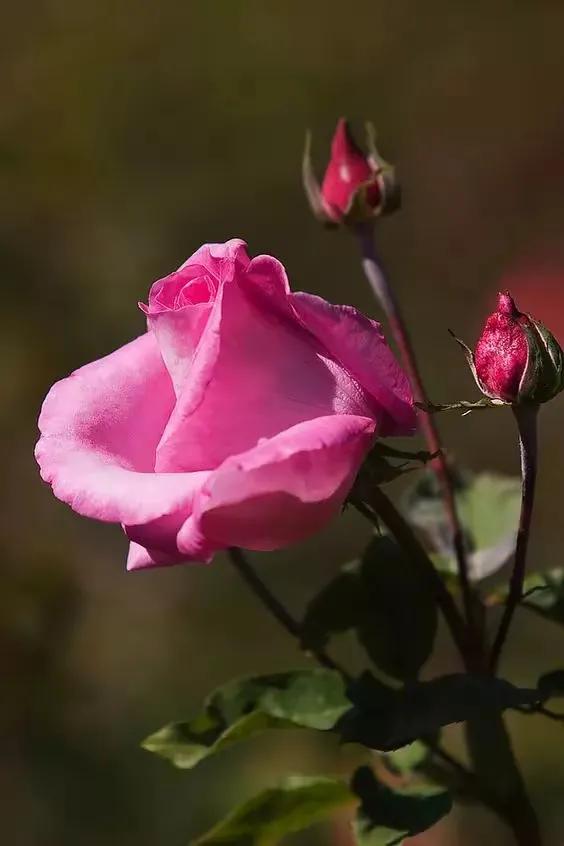 “曾几何时，懵懂的我如一只在黑暗中摸索的雏鸟。

而《小王子》就像那破晓的第一缕