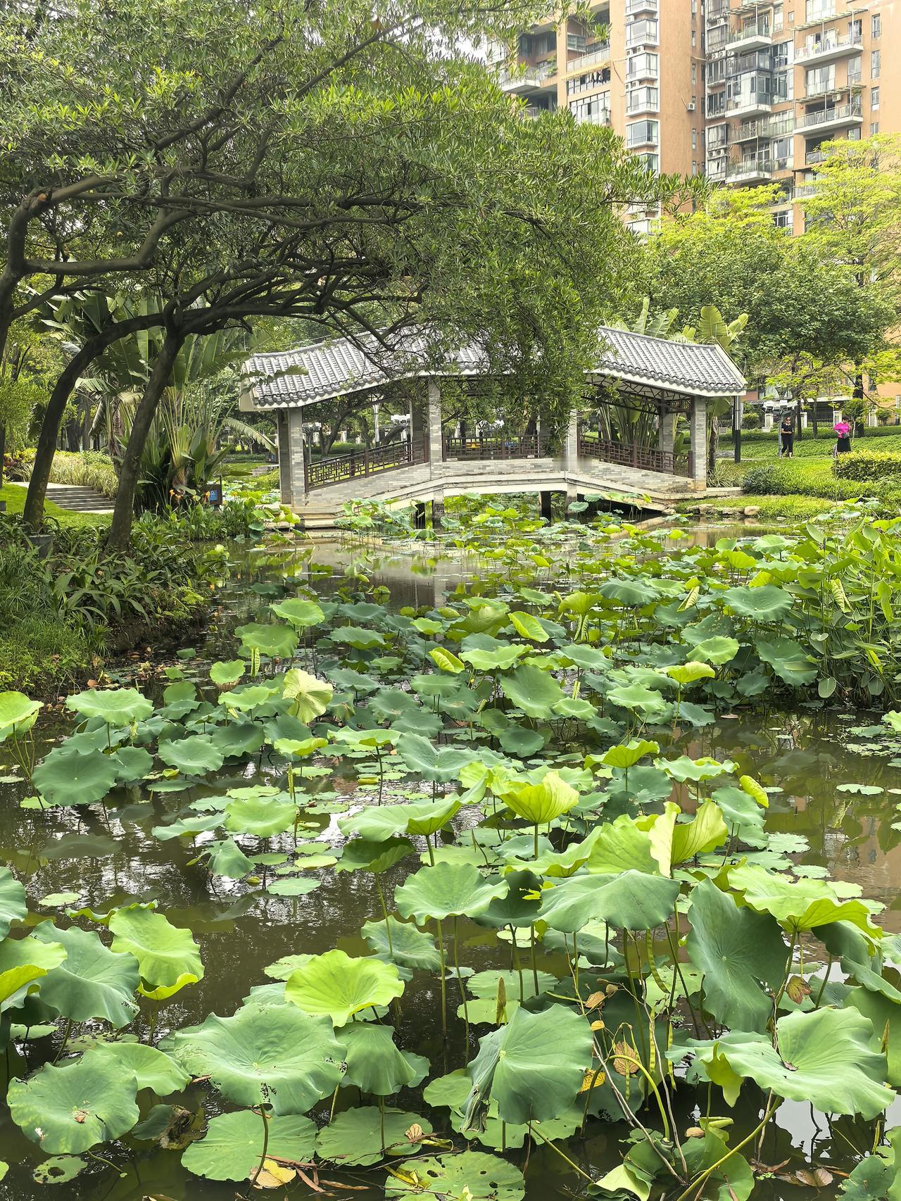 今年春天最想实现的心愿期待荷花开满塘