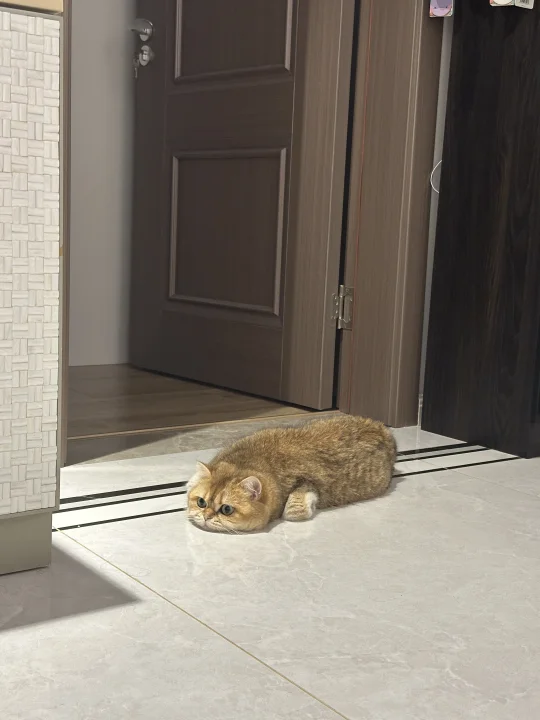 大噶好 偶系噜噜虫