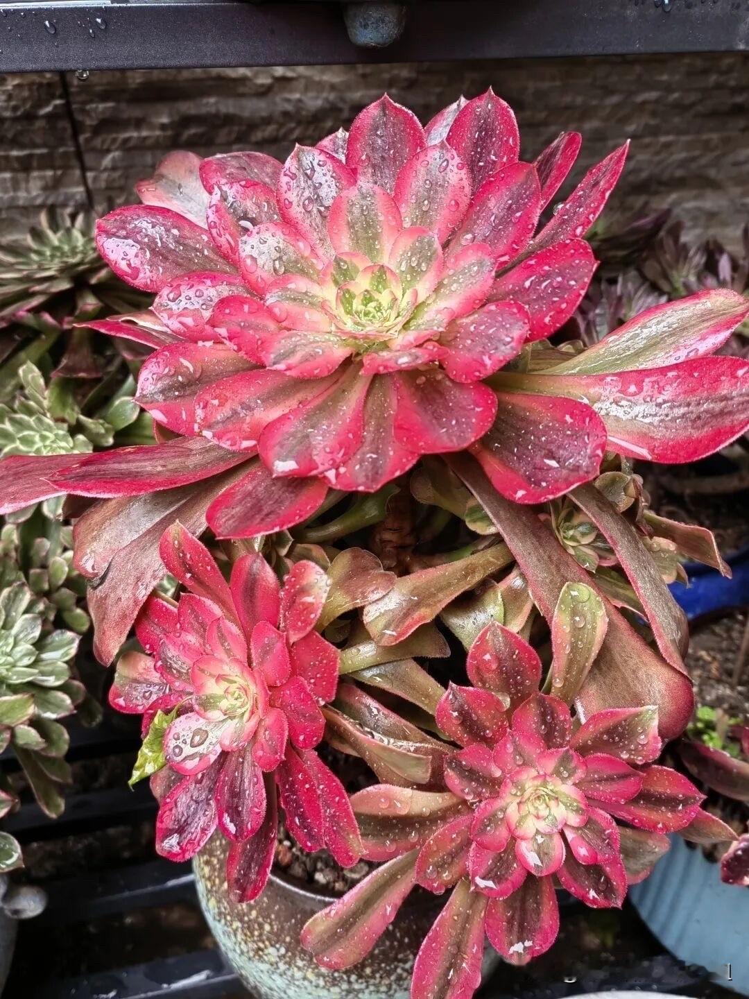 国庆节第一天，你们睡懒觉了吗？六点半就起床，睡不着了，是不是和小孩子一样，放假了