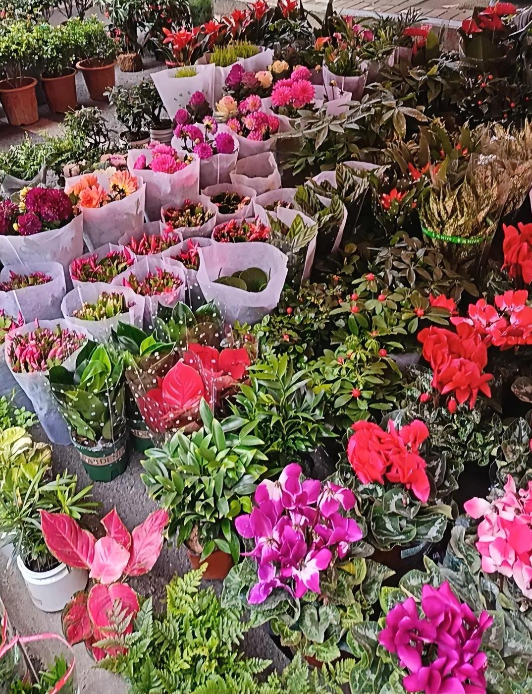 赶集的路上，转角撞见一片姹紫嫣红的花摊，瞬间被眼前的景致勾住了脚步。各色花卉挨挨