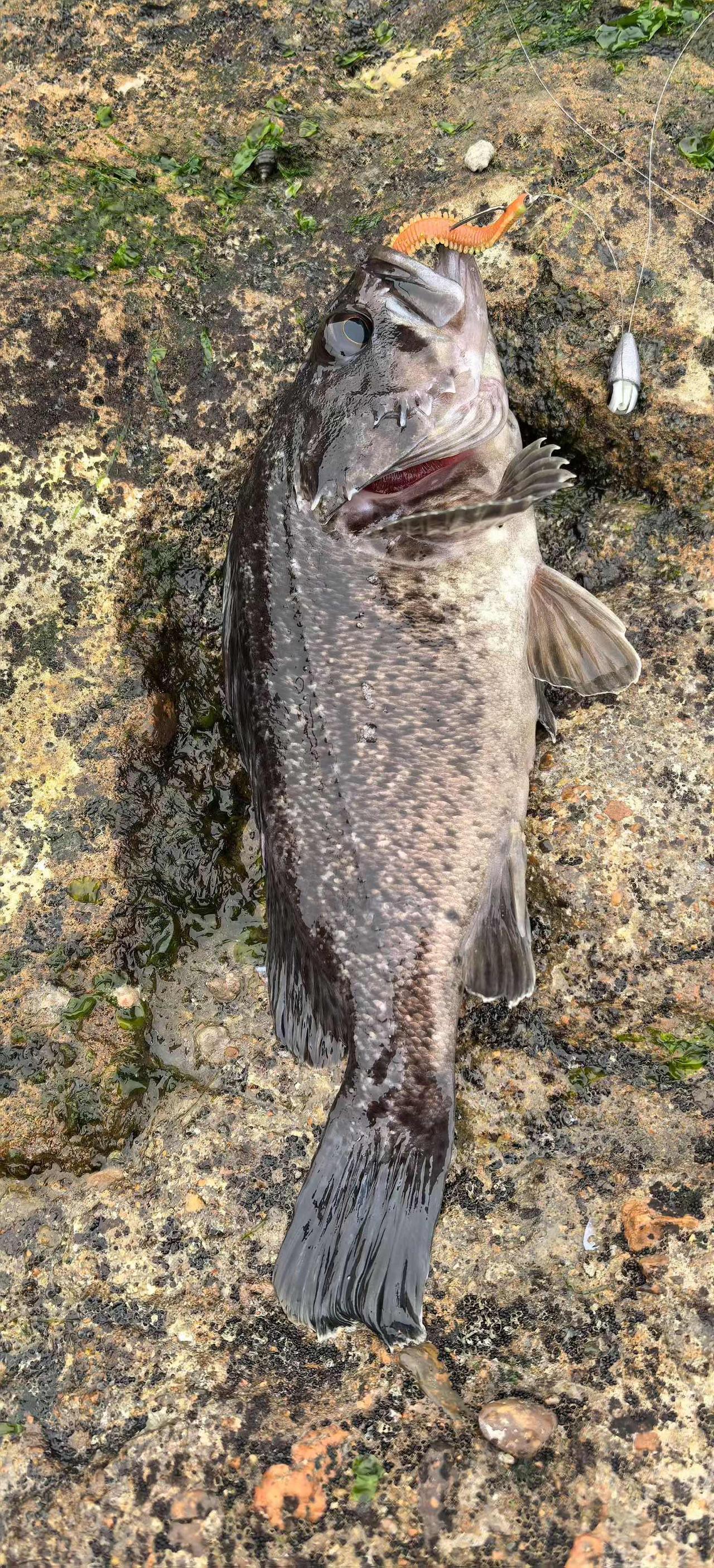 个人摆脱底层最快的途径：效仿曾国藩
戒掉拖延陋习：按照曾国藩“黎明即起”的规矩，