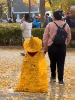 万万没想到
今年的银杏叶以这样的方式火出圈了

大连银杏今年玩出了新花样
而且还