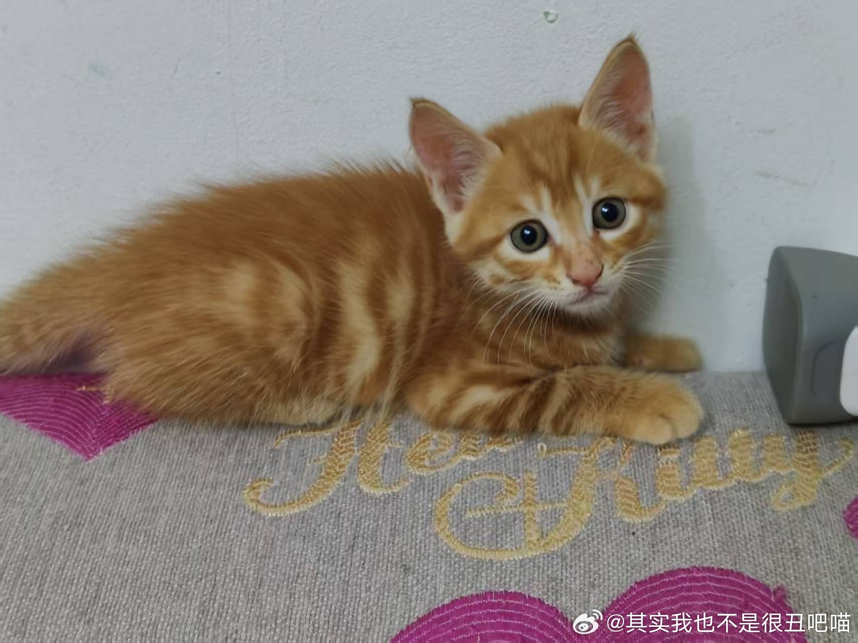 郑州领养 ❤️河南领养 【领养】bot有图回关一下深夜到家突然发现一只小橘猫在家
