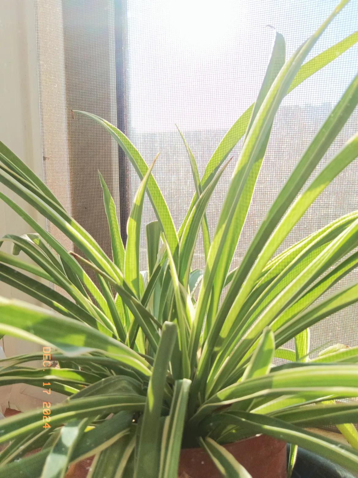 绿意盎然的室内盆栽，生机勃勃！🌱🌿家里的绿植～ 喜爱养绿植 空内绿植盆栽 超