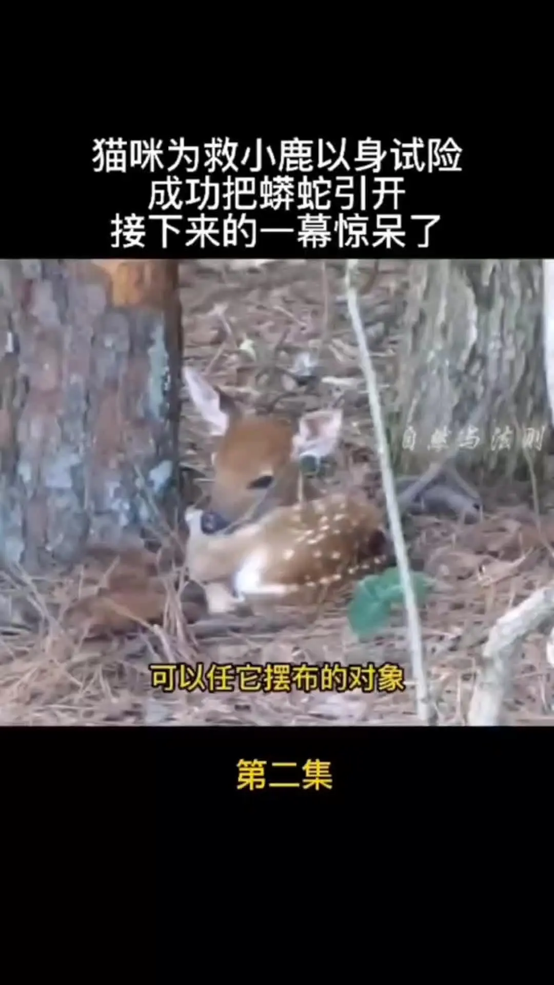 我的观影报告 内容启发搜索