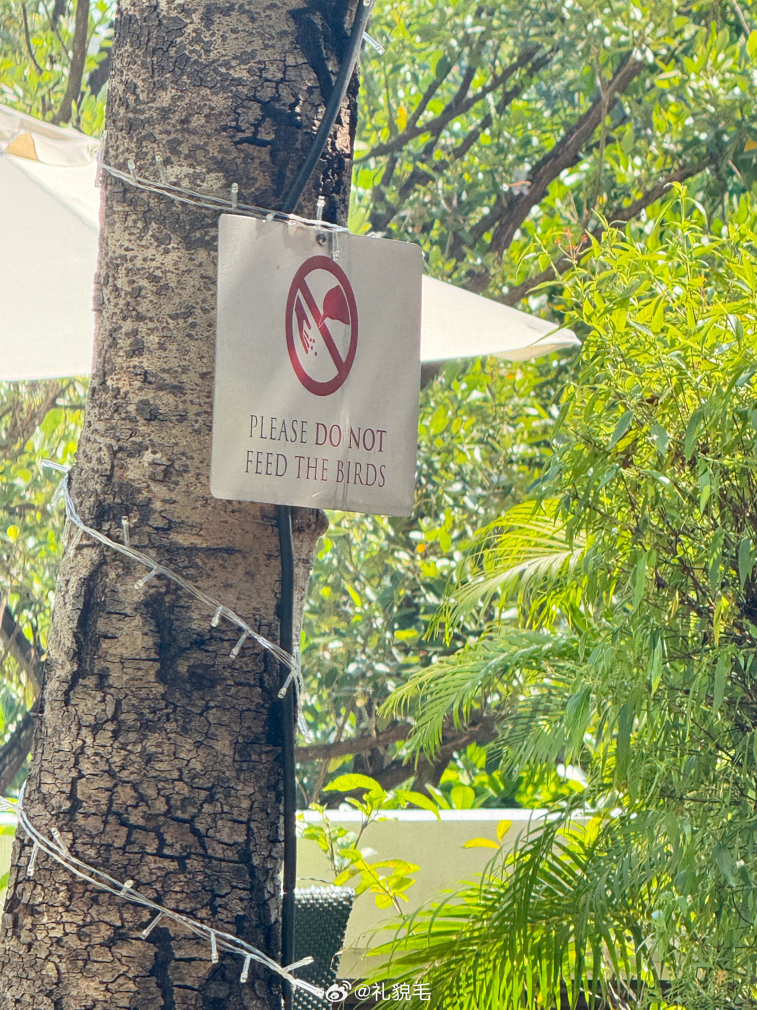 来了一支鸽子，球球说要喂鸽子我说球宝你去看看那个牌子上画的是啥球宝看了问我妈妈，