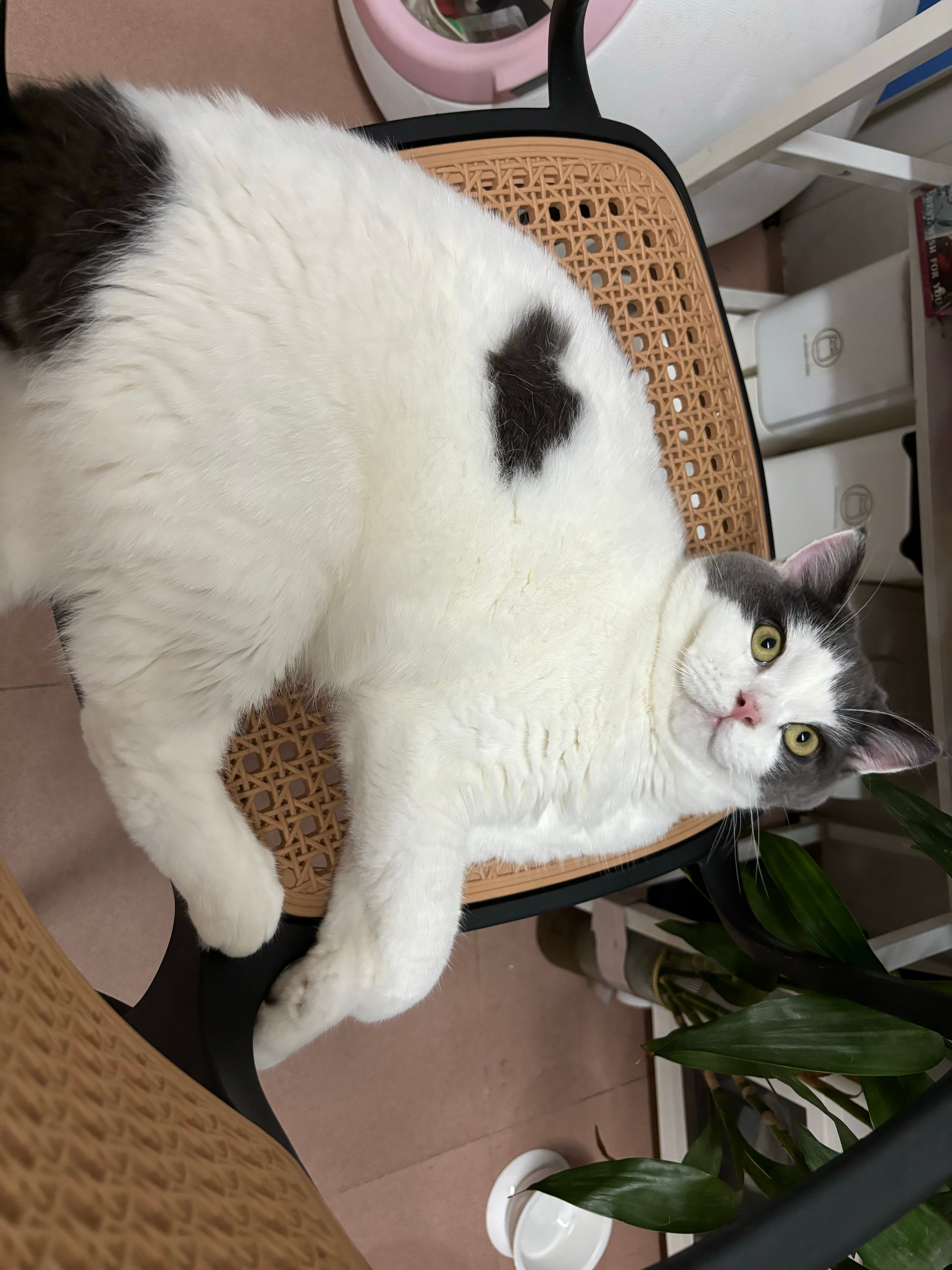坚持不结婚的人最适合结婚最适合结婚的那批人都养起了猫猫～ 