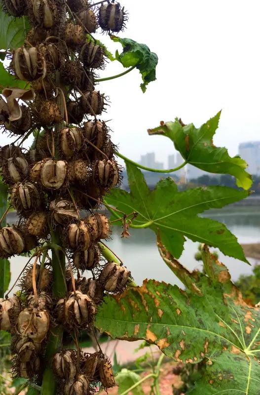 为润肠通便，23岁女子网上搜到“蓖麻子润肠通便”，于是网购吞下20颗蓖麻子，中毒