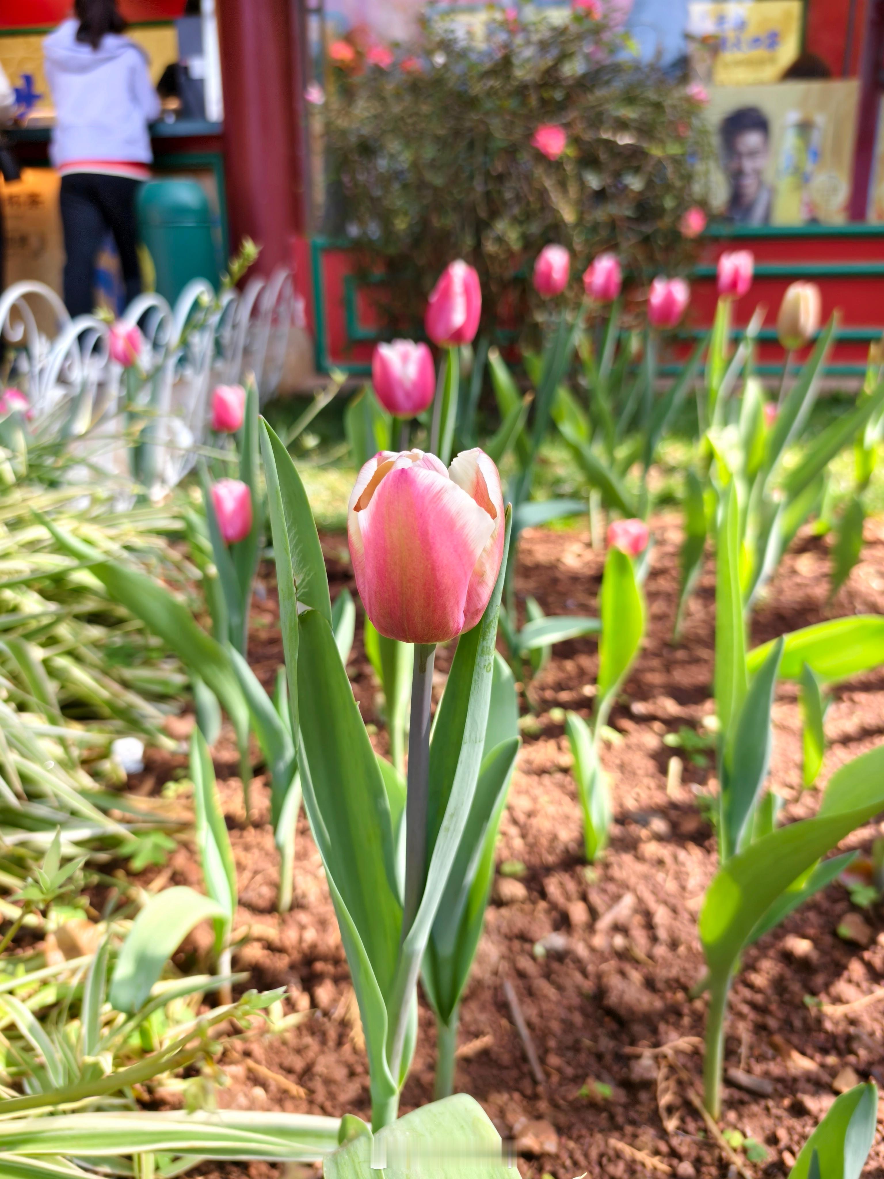 翠湖赏花白鹅悠然游着船慢行，心也跟着静下来拥抱这份来自春城的惬意 