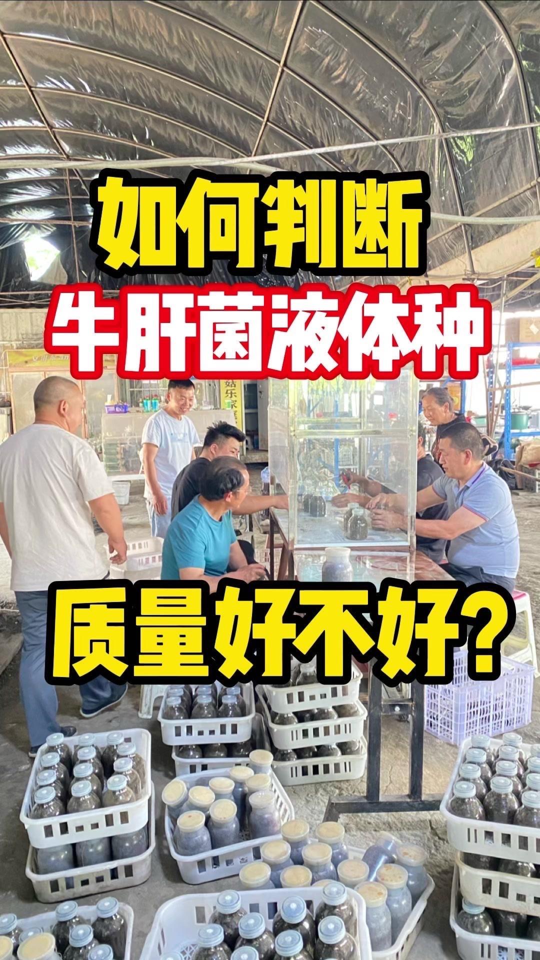 如何判断牛肝菌菌种质量？🍄判断农场牛肝菌液体种质量，先看液体状态：清凉透明、晶