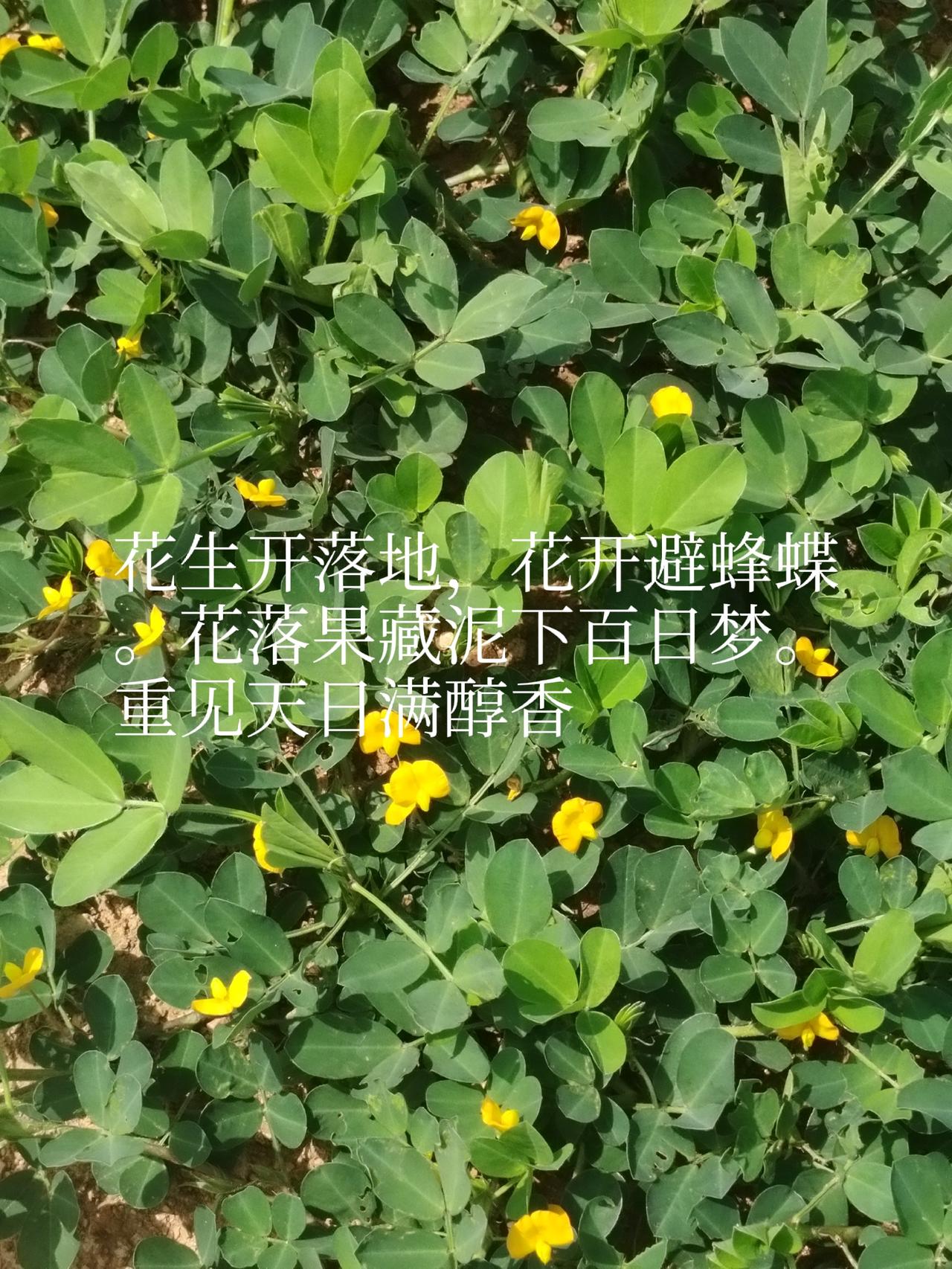 分享一下你随手拍的小黄花今日头条一一兔哥
