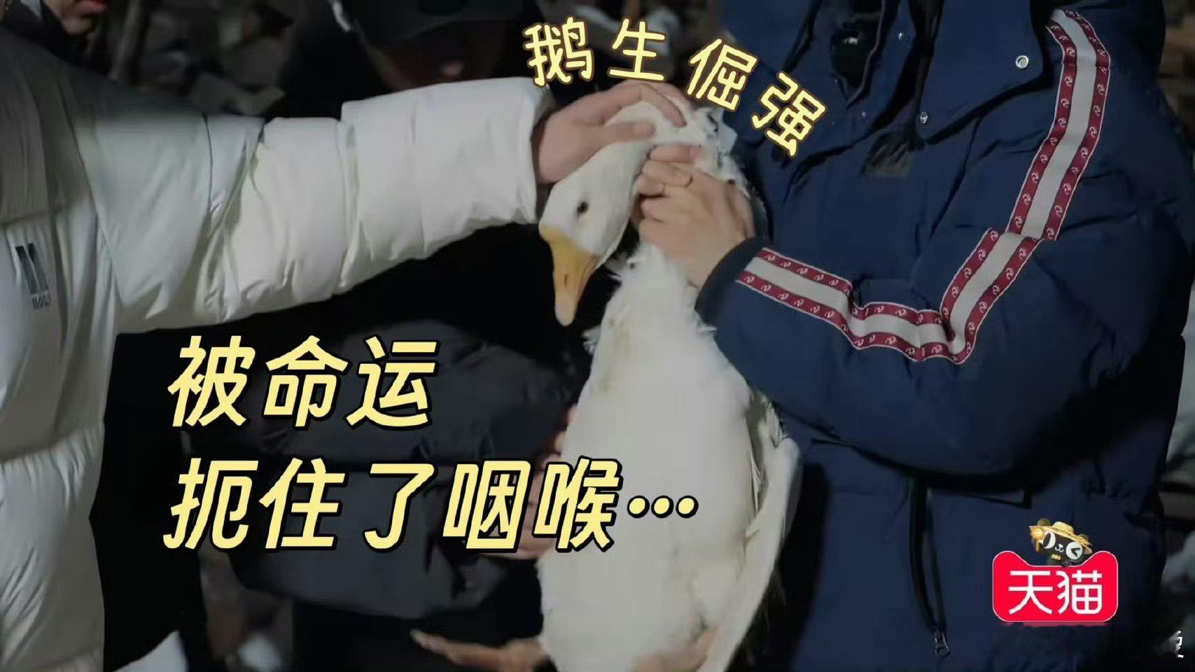 赵小童不语只是一味抓鹅 小童的浪漫是连鹅都不放过的[哈哈] 种地吧  种地吧[超