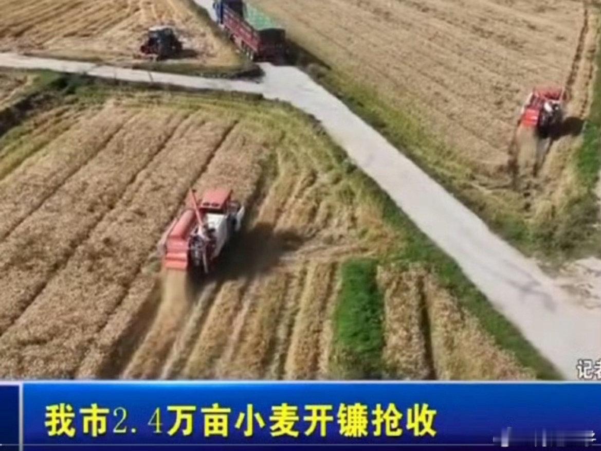 台州临海2.4万亩小麦开镰抢收临海小麦迎来丰收季，农户抢抓晴日劳作，农机提速保障