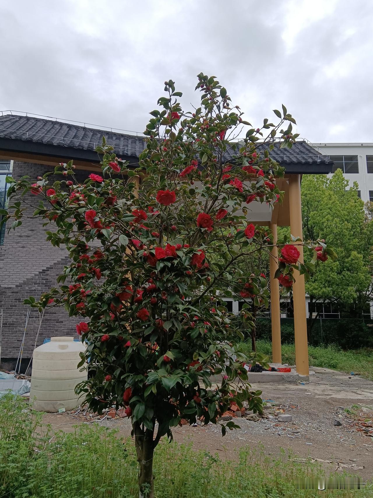 医疗腐败问题闹得人心惶惶，难道真就无解了？有人提出开放祖传民间中医养生保健治未病