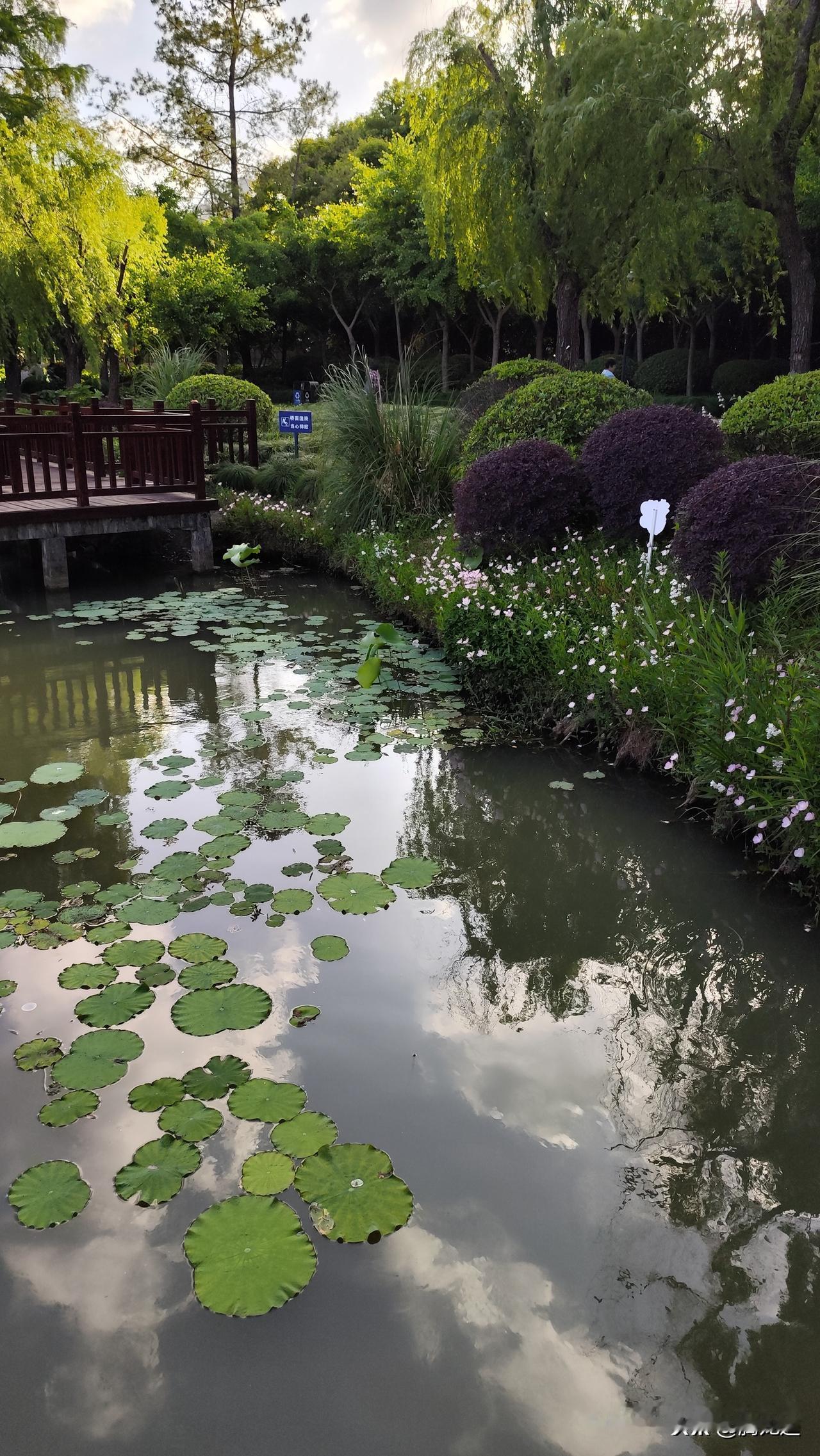 公园美丽景随拍湖中荷叶岸边花