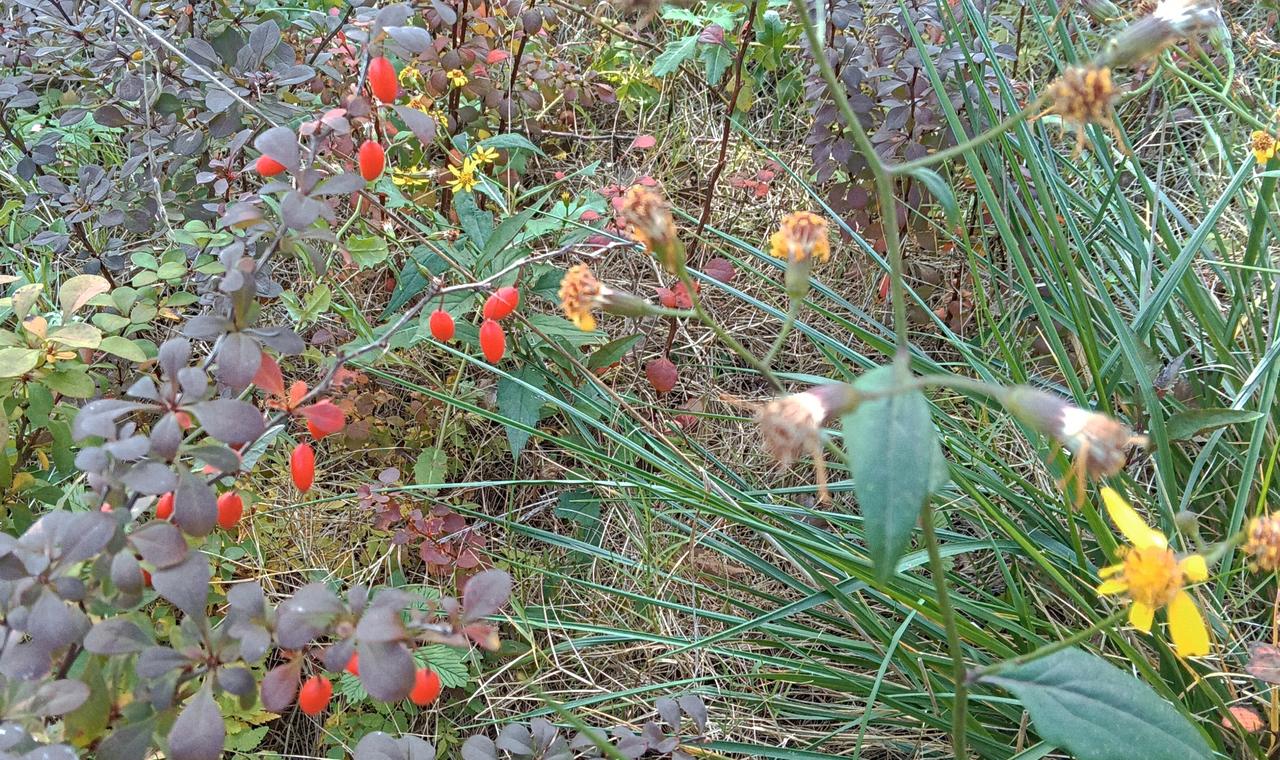 深秋的草地上看到这红色的果实，很是欣喜。这是什么果呢？