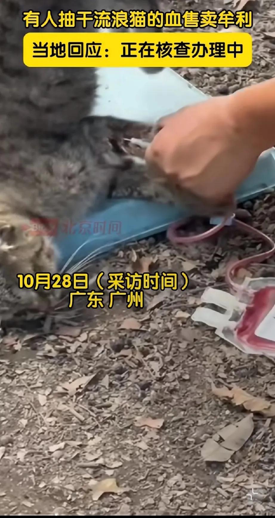 他还拎起来控控！！
一个小猫能有多大！
说他禽兽不如，就是侮辱动物！