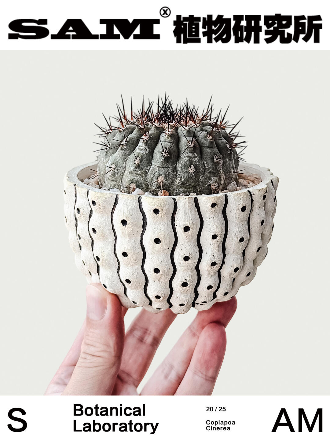 黑王丸｜Copiapoa Cinerea