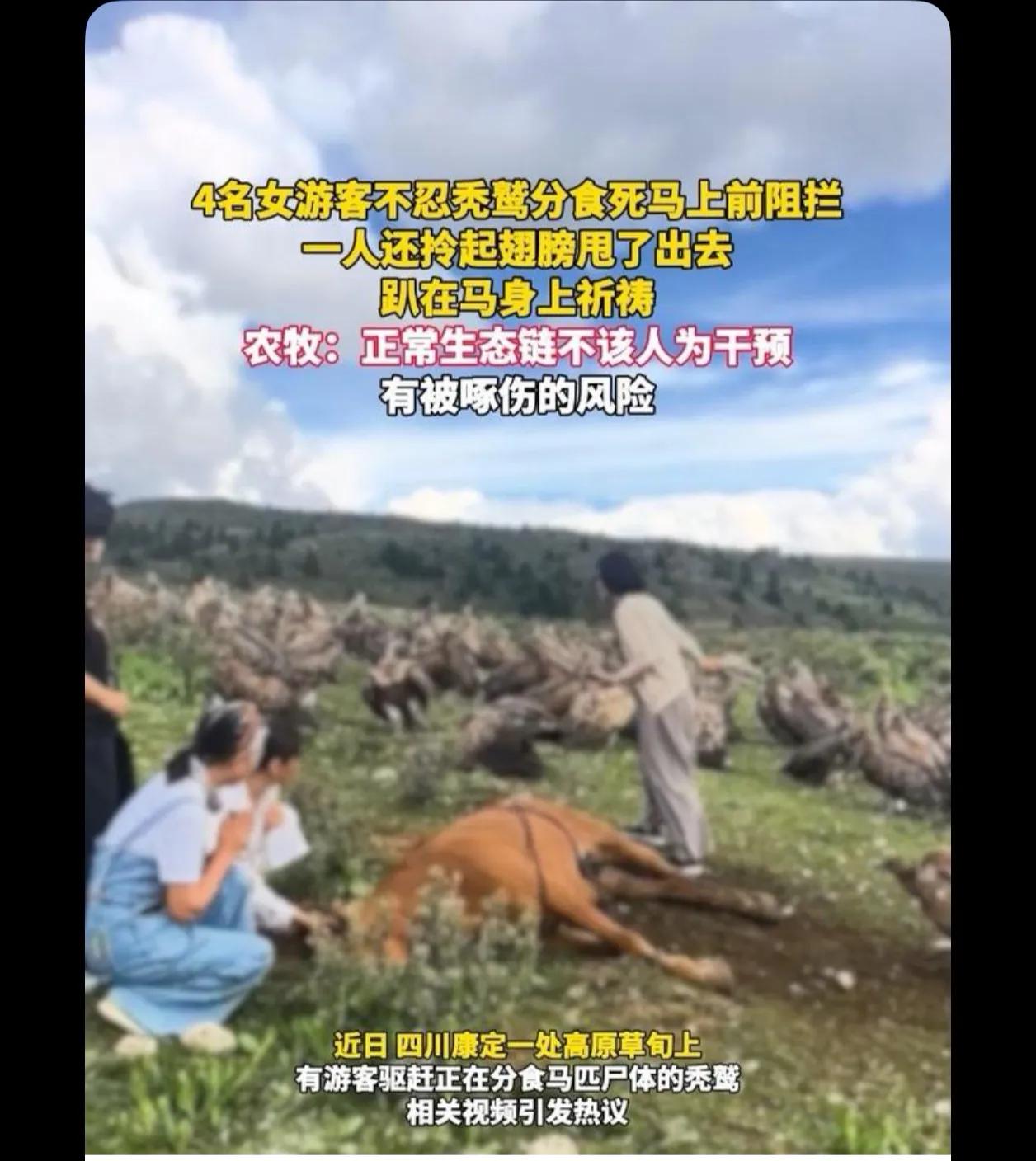 秃鹫：你们清高，吃猪肉，牛肉鱼虾，鸡鸭鱼。你们他妈吃的时候说的可是真香

给逼急