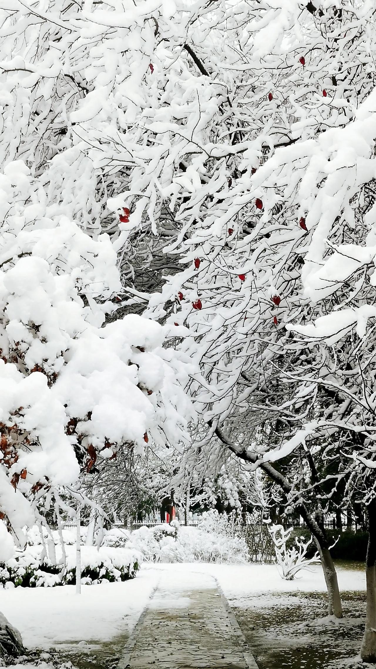 襄阳的朋友告诉我，今天，2025年的第一场雪如期而至。
我现在虽已离开襄阳了，但