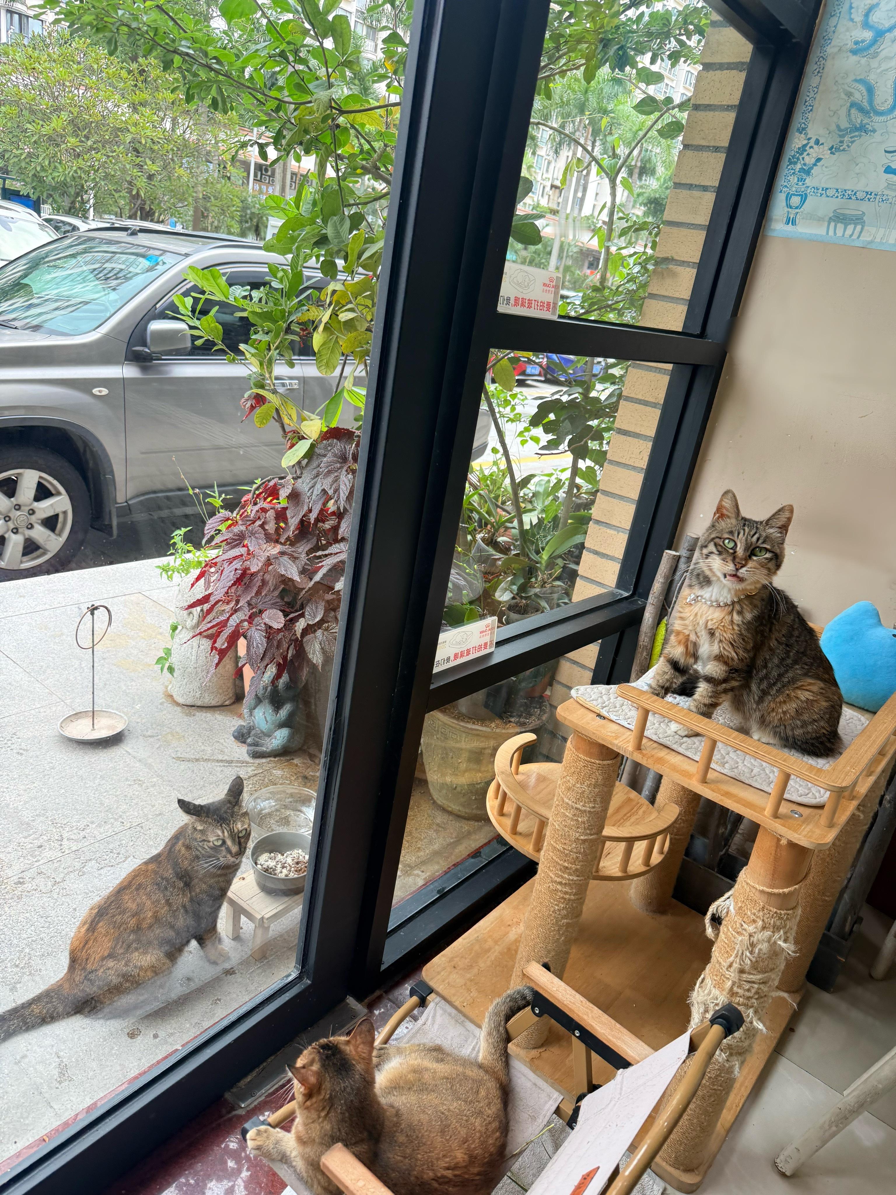 芭比，麻雀来吃饭了，快给她开罐头猫咪流浪猫 深圳