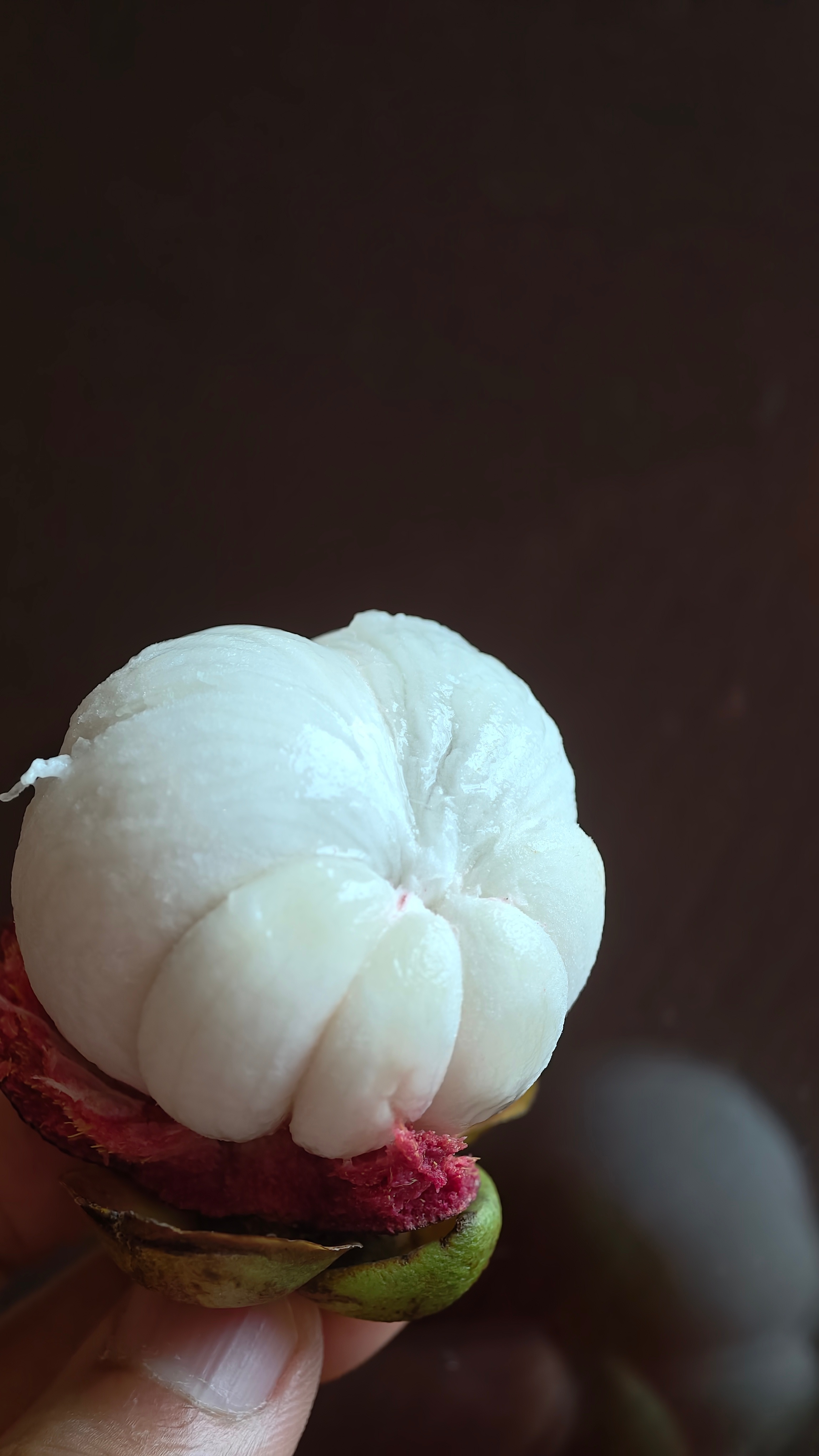 山竹花 
