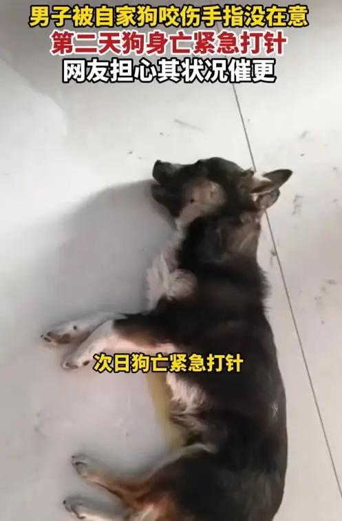 后怕！河南，男子养了一条狗，下班回家后看狗的状态不太好，就想上前摸一下，结果却被