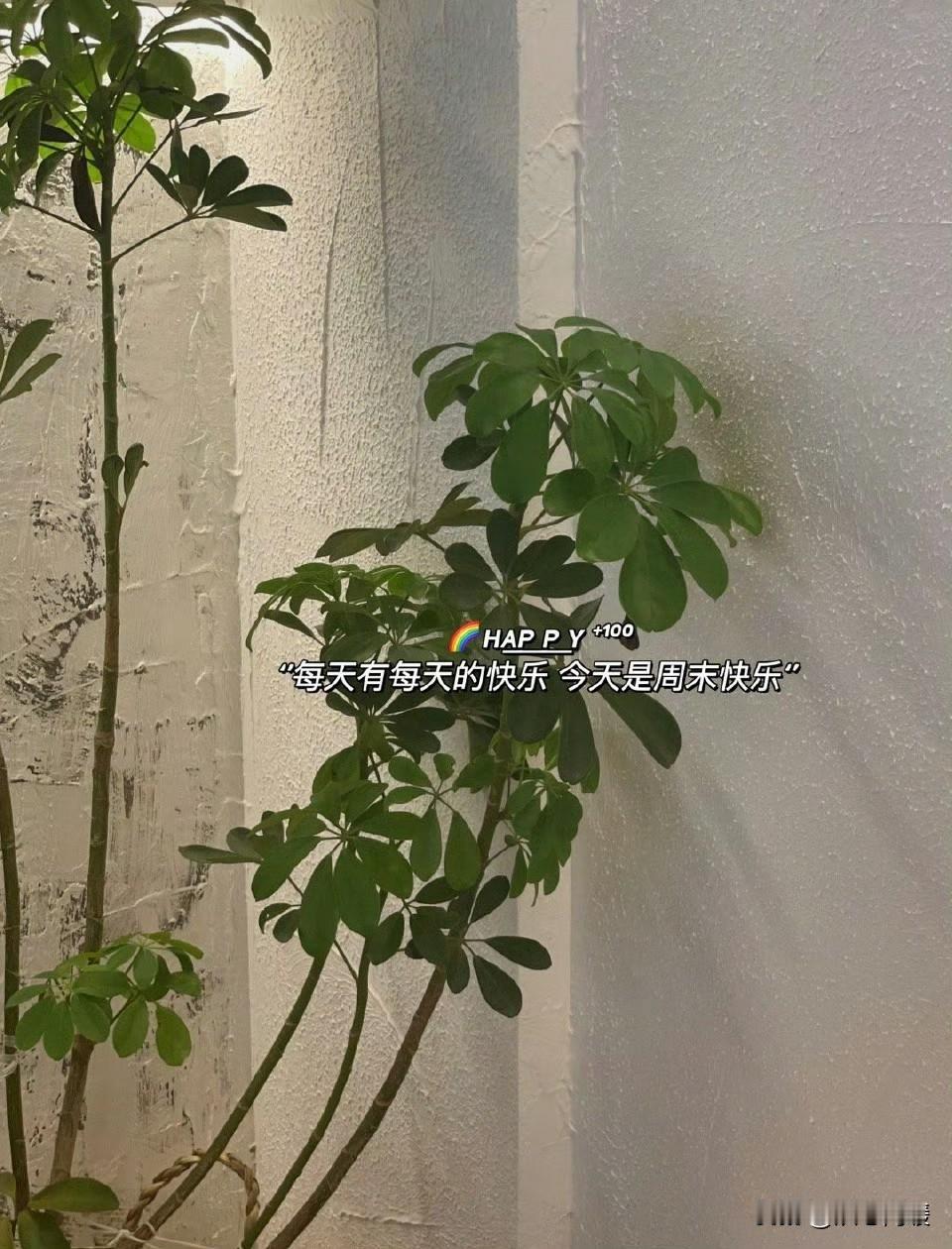 🌈🍃💛

🌸 生活或许不完美，
但我始终选择向阳、向上、向前。
接纳所有