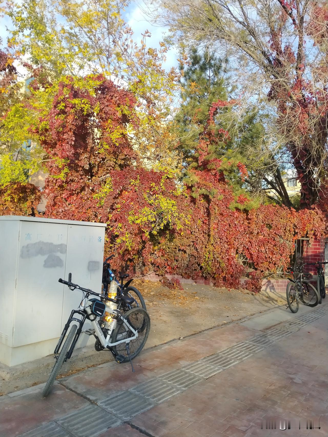 秋日生活打卡季