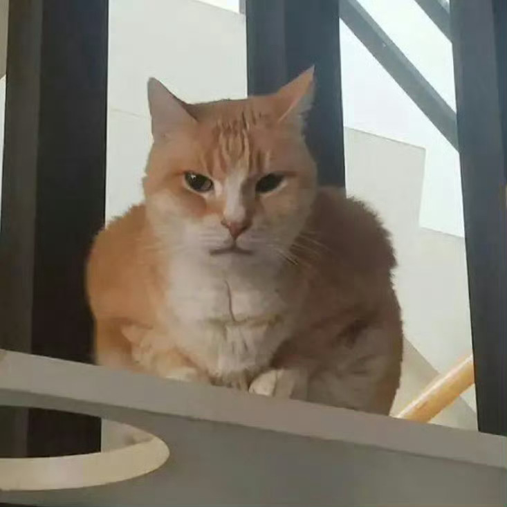 猫咪展示教科书过肩摔 猫咪健起身来能有多可怕[喵喵][doge] 