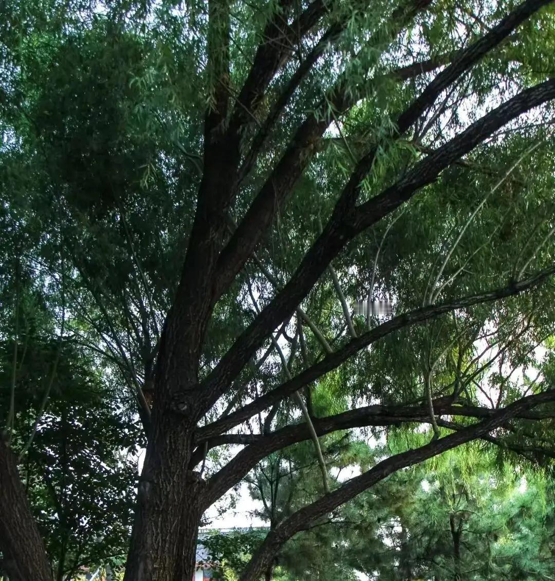 穿过聊城凤凰苑植物园沸腾的绿，灼热的空气突然被抽走，换上一袭清冽的、带着苔藓气息