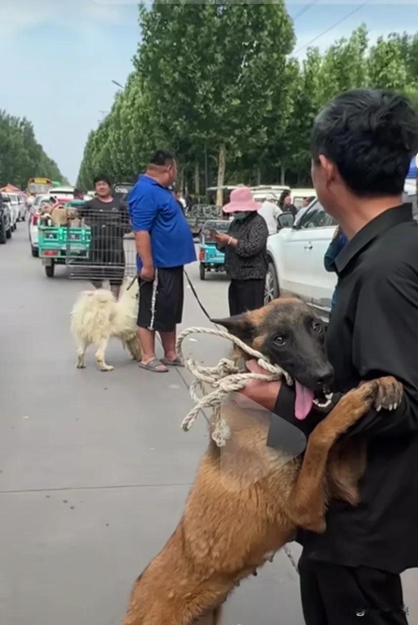 养了十几年的马犬。当得知主人要将自己卖掉，被牵到狗市的时候，狗狗紧紧抱住主人，嚎
