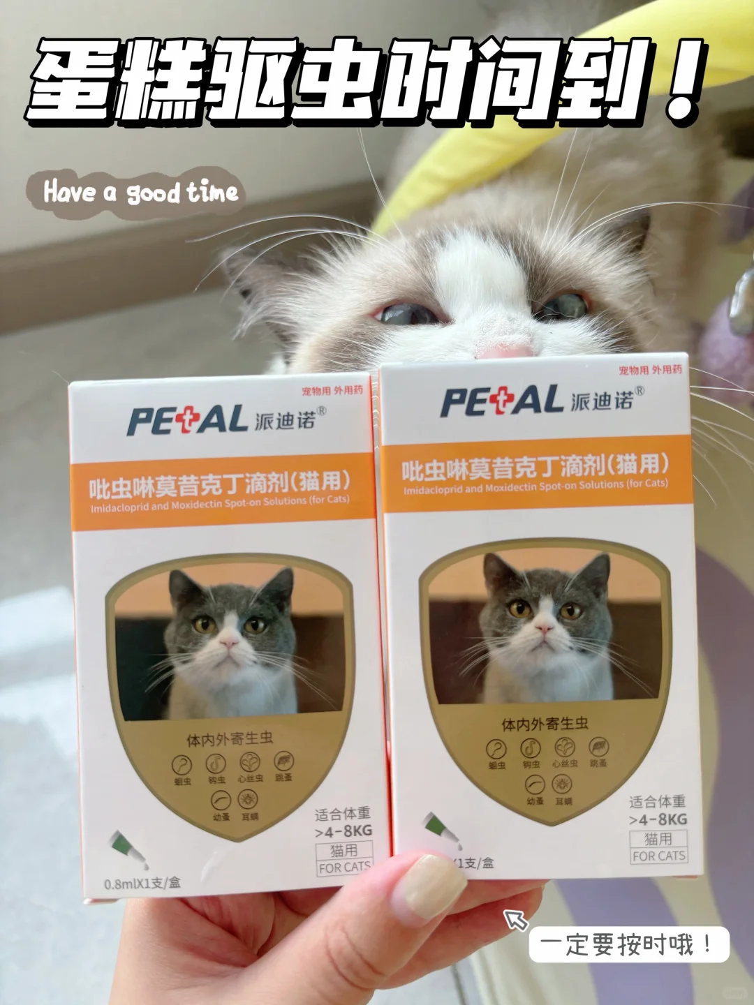 8月驱虫day | 每月必给猫驱虫哦！