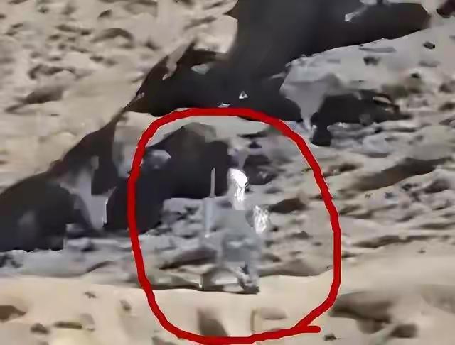 2025年12月，好多人操心中印边境的执勤机器人，担心被印度兵抱走研究，还纠结其