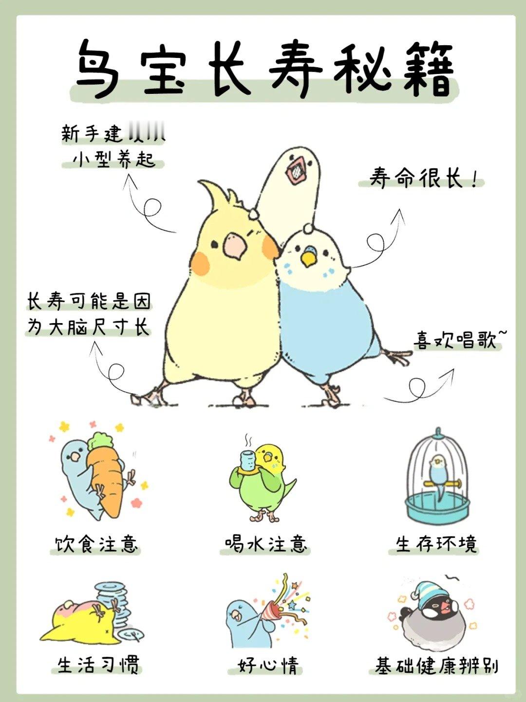 鹦鹉平均寿命要比一般宠物寿命都要长哦~但是，想拥有长寿鸟平时饲养过程中也要注意一