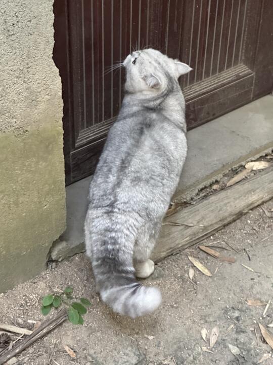 晃晃我滴大尾巴