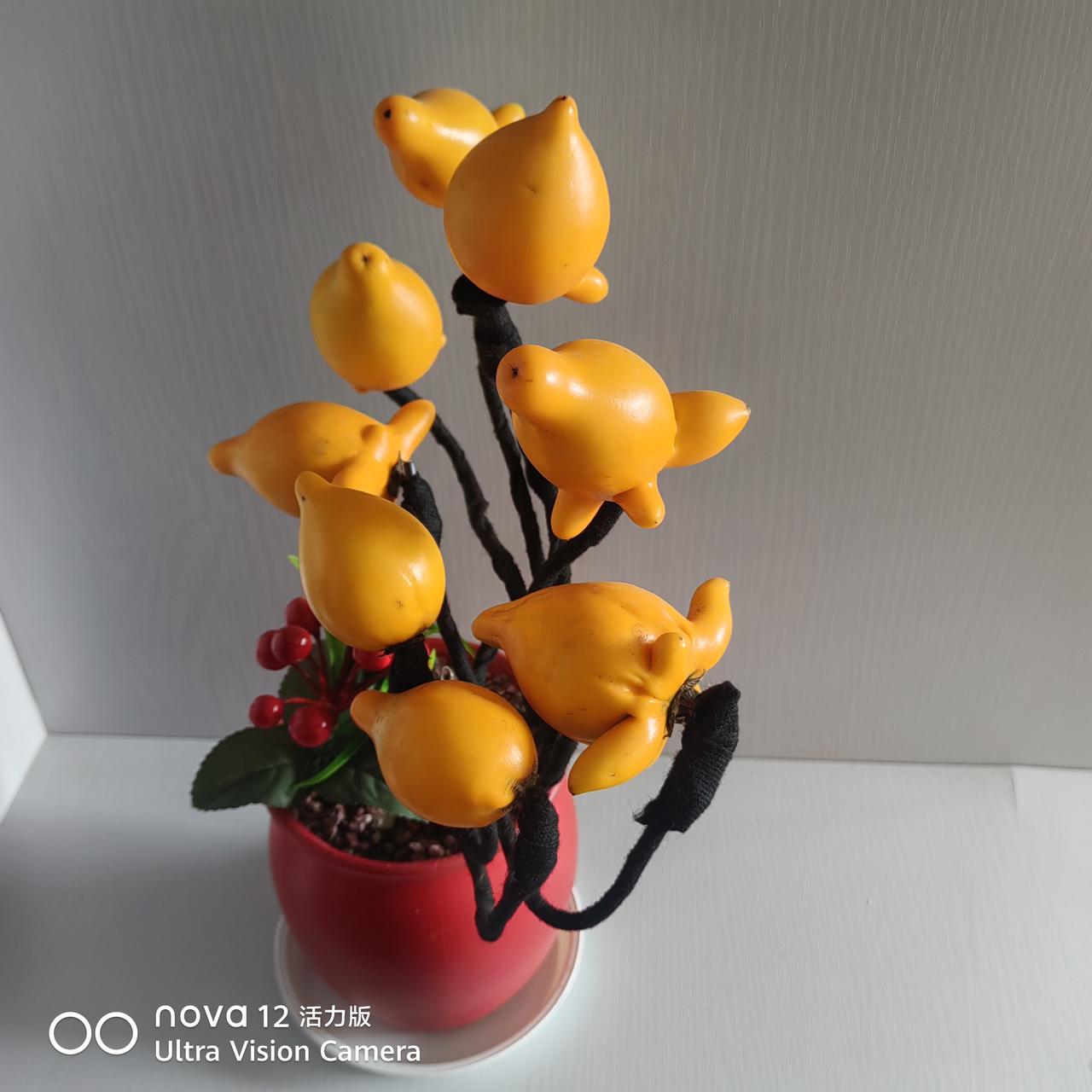 500大洋的鲜花
昨天和老婆去花鸟市场买了7盆鲜花，加上我自己买的两盆总共有9盆
