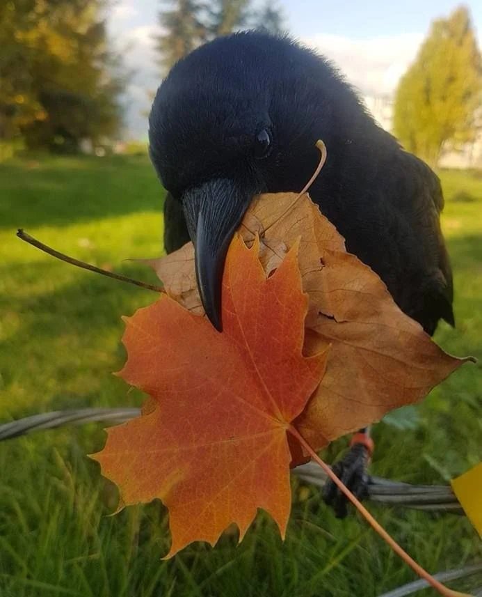 乌鸦 鸦好，鸦给你衔来了秋天🍂【推：The_Regal_Raven】 ​​​