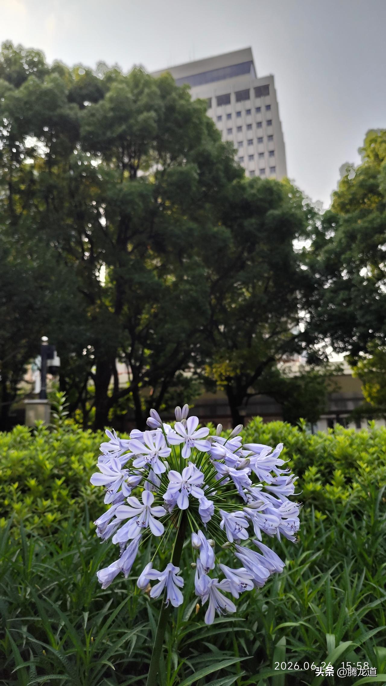 晒图笔记大赛绿叶丛中紫色花