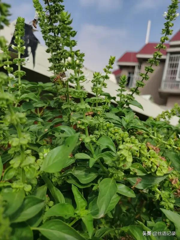 早晨
在小菜园里劳作
拔草，播种
把被虫子毁坏的荆芥拔掉
把被风雨刮倒的辣椒扶正