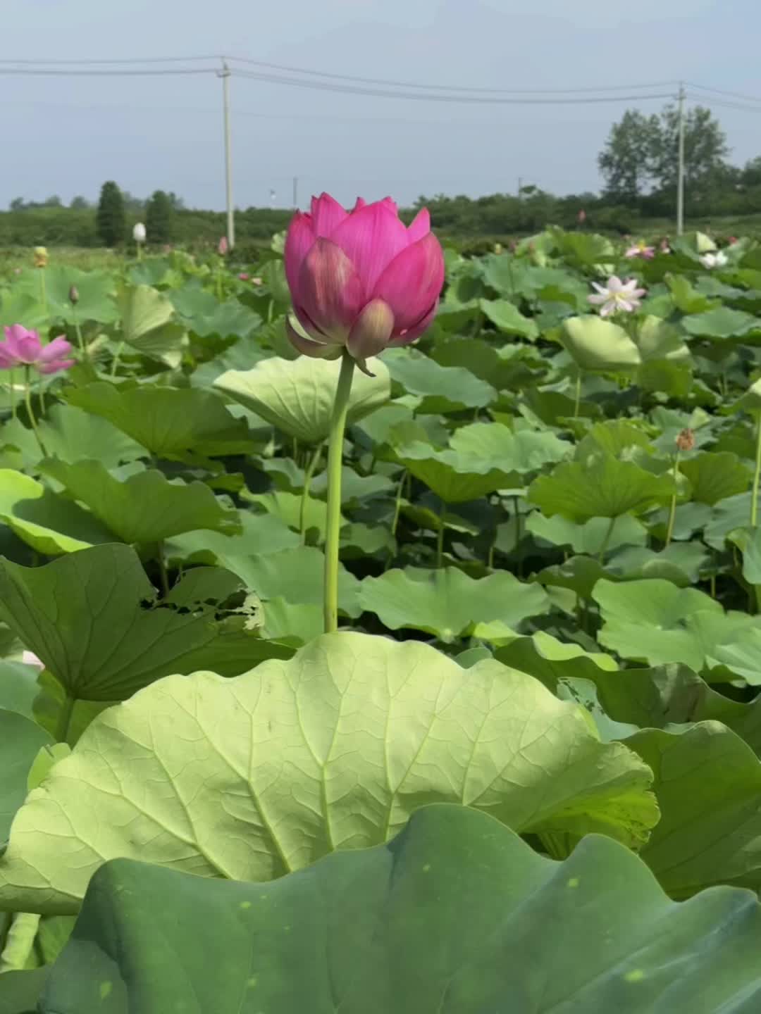 莲花都开了，许你、许我、许我们都好运连连