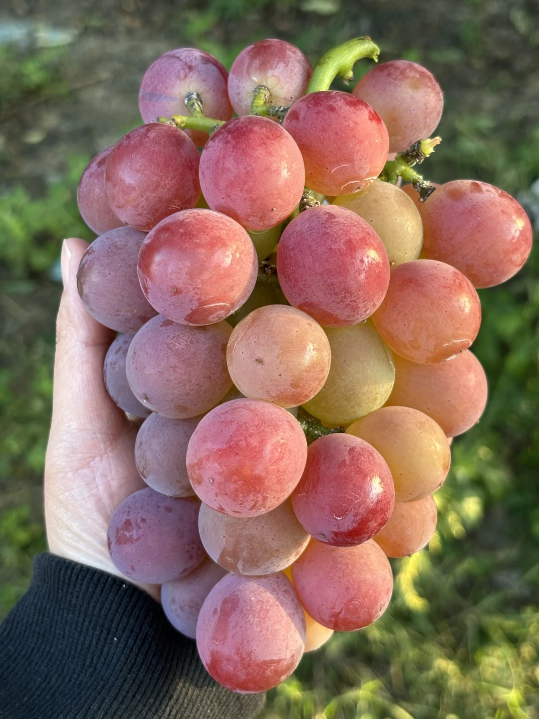 🍇