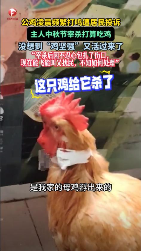 贵州一只被“放血半碗”的公鸡竟然复活了？邻居崩溃、主人懵了、网友笑疯了！你听说过