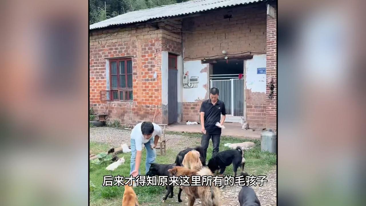 小伙开车压到别人的狗，竟让他花了2万多块，给流浪毛孩子建避风港