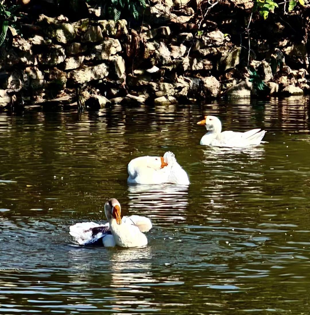 冬日生活打卡季秋阳裹着碎金落在水面，三只白鹅把波纹搅成软糖似的褶皱——一只忙着把