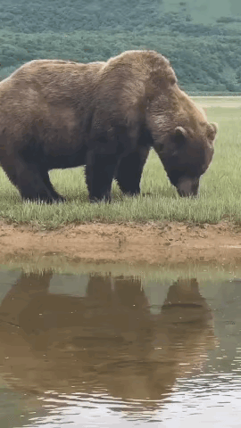 网友：确定熊大熊二长这样？
