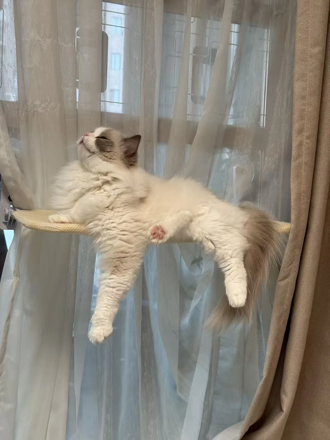 发一张图，证明你在养猫