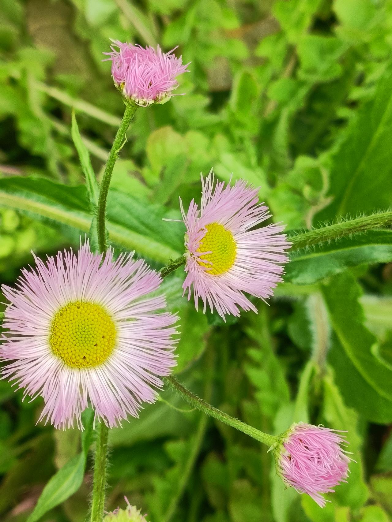 上班路边随手拍的