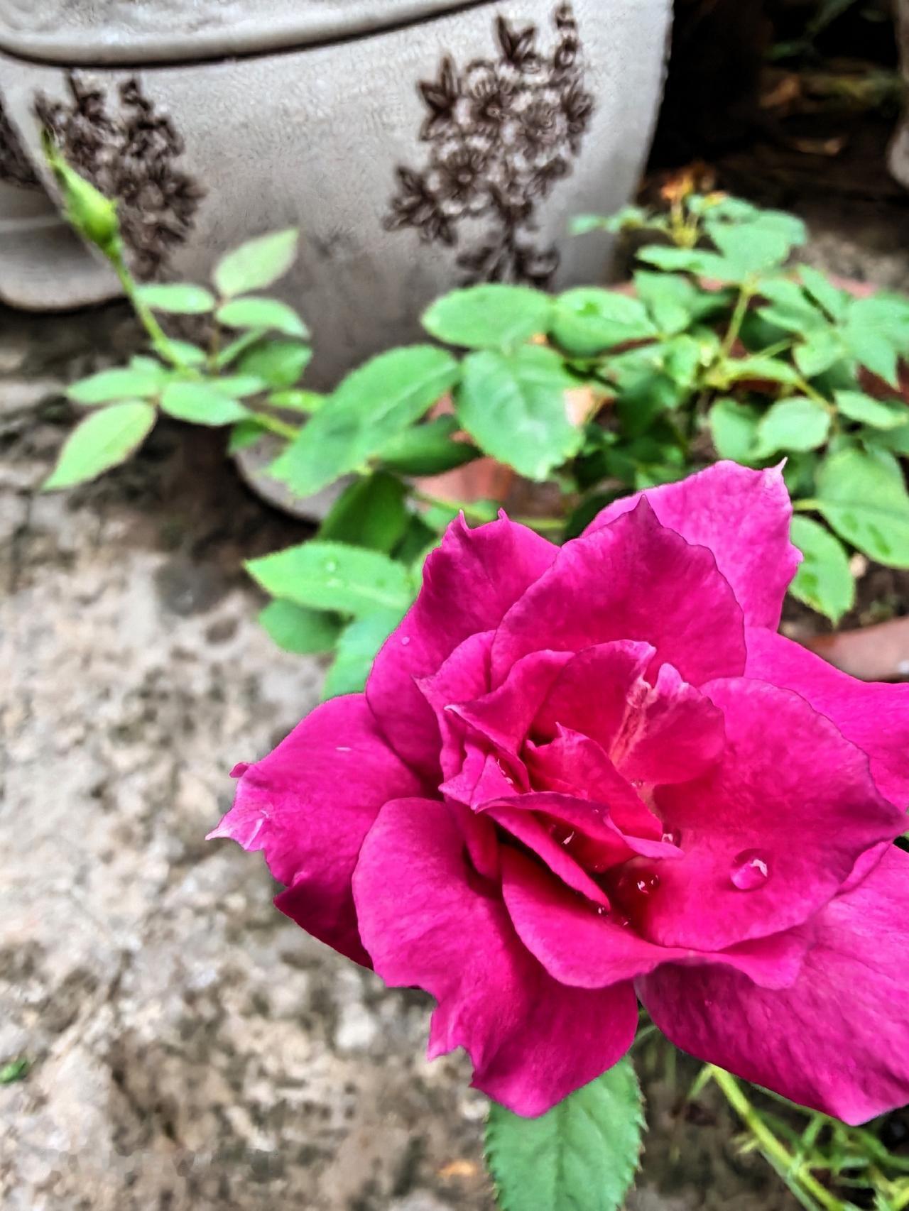 再炎热，后花园都有花儿开放，看着它们，天天都开心！